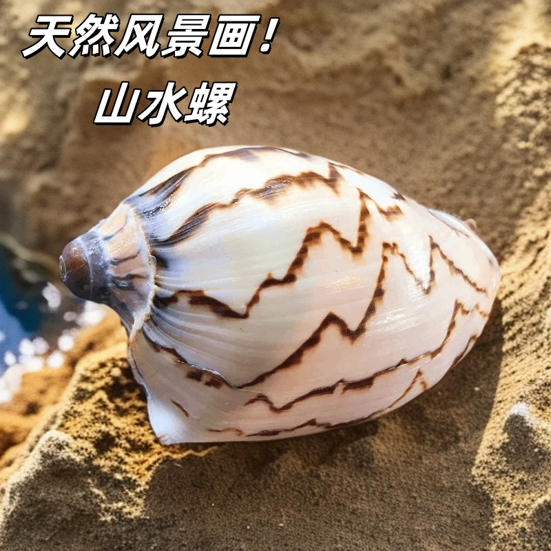 山水螺天然海螺贝壳乳头涡螺风景螺海洋风地中海居家摆件鱼缸水族