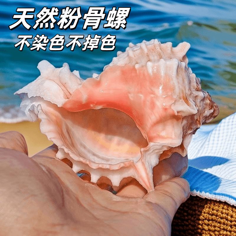 大粉红骨螺 天然贝壳海螺听风海螺多肉花盆鱼缸造景家居摆件DIY