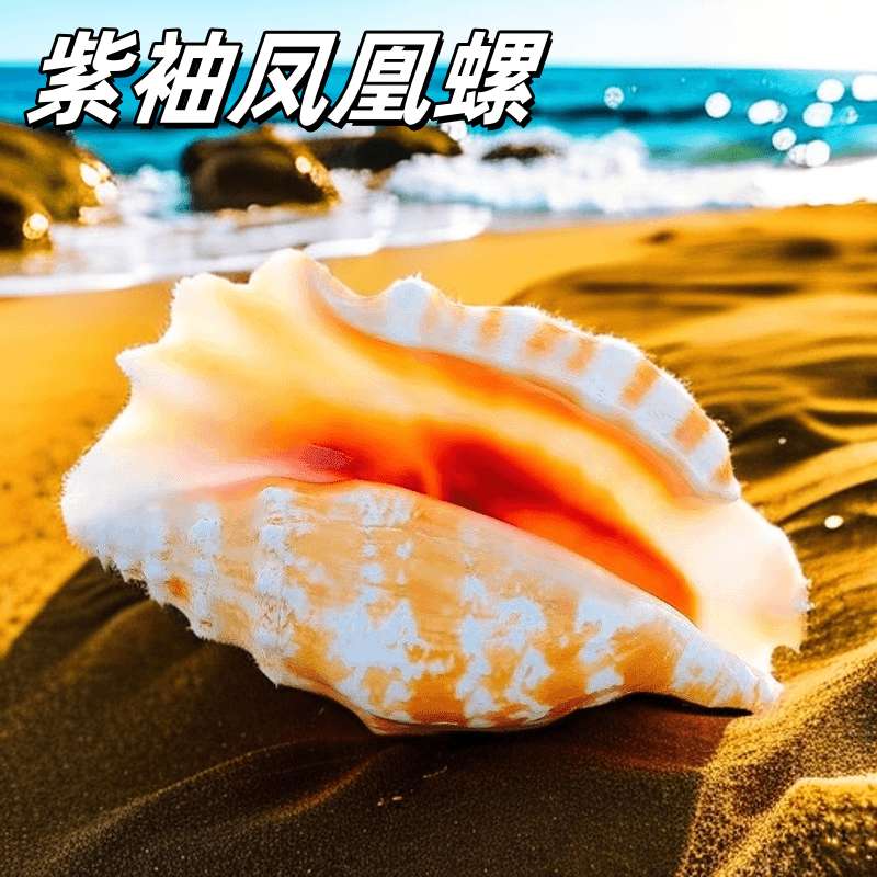 紫袖凤凰螺天然粉色海螺贝壳海洋风格摆件创意装饰品水族鱼缸造景