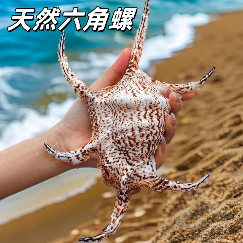 六角螺天然大海螺贝壳水字蜘蛛螺家居地台装饰品鱼缸水族造景礼物