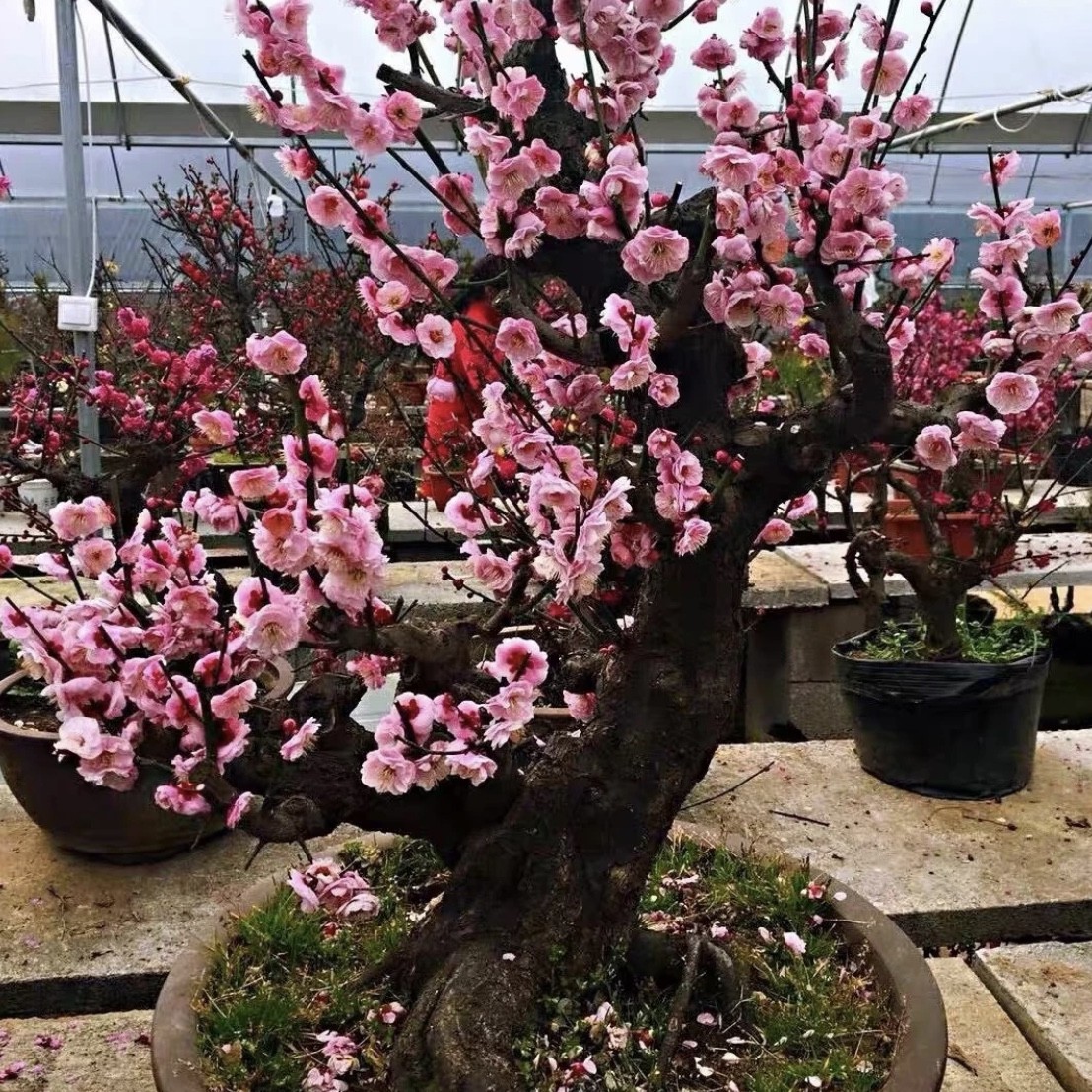 梅花老桩骨里红宫粉一物一拍