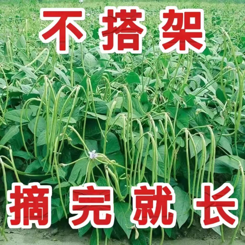 摘不败无架长豆角种子不用搭架子的长豆角蔬菜种籽四季播种长豇豆