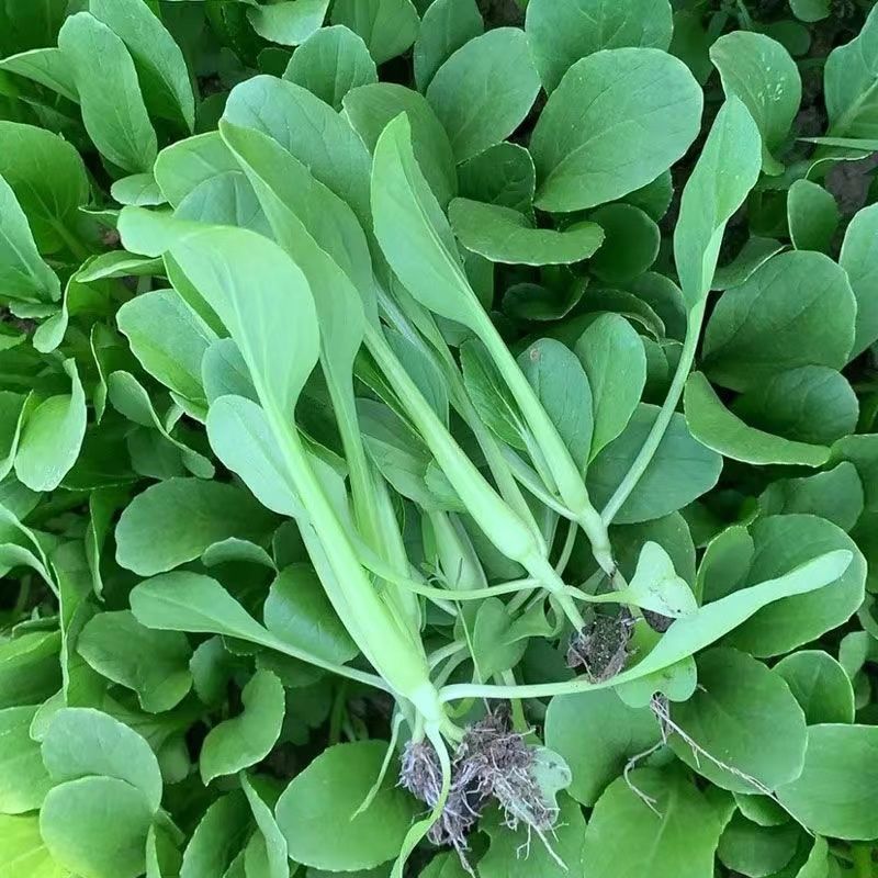 四季鸡毛菜种子小青菜种子蔬菜种子阳台小院耐寒耐热萝卜菜苗种子