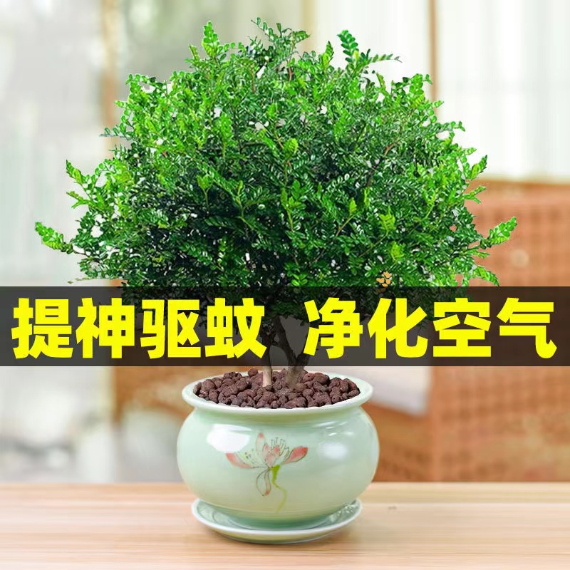 清香胡椒木盆栽室内外花卉植物净化空气美观绿植提神木易活清香木