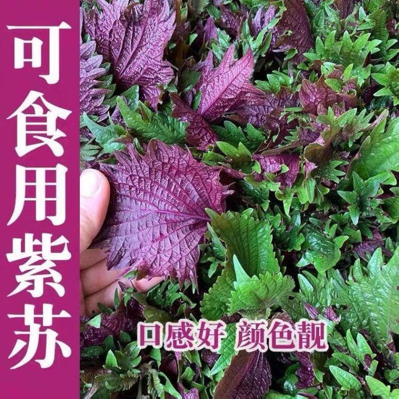 紫苏种子种籽孑种可食用紫苏叶籽种苗菜野菜蔬菜苏子四季种植盆栽