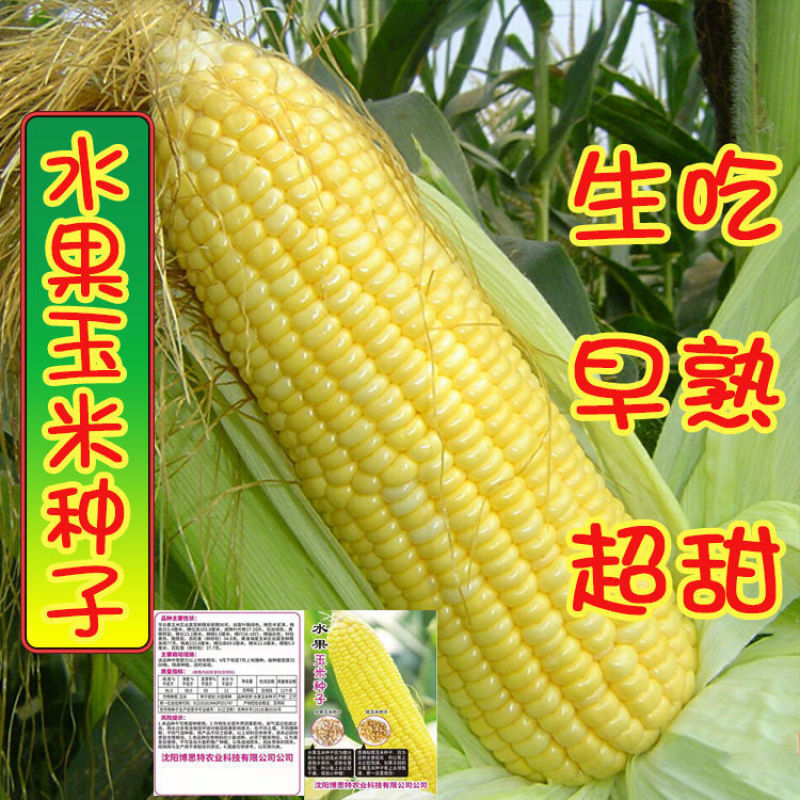 水果玉米种子早熟超甜玉米种籽香甜脆春季夏季简单蔬菜播种饱满