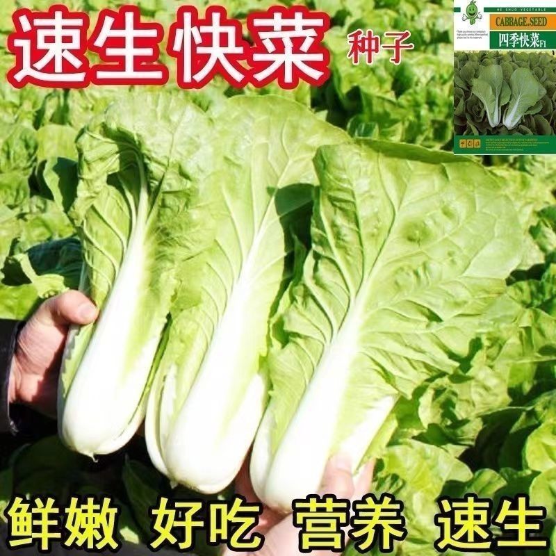 【满5元发货】四季速生快菜速生奶油耐寒快速白菜快菜种籽蔬菜