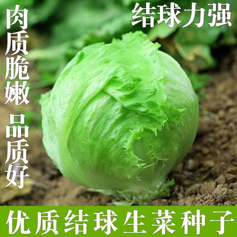 【种子】【满5元发货】结球生菜种子圆生菜四季播生菜种子球形生菜
