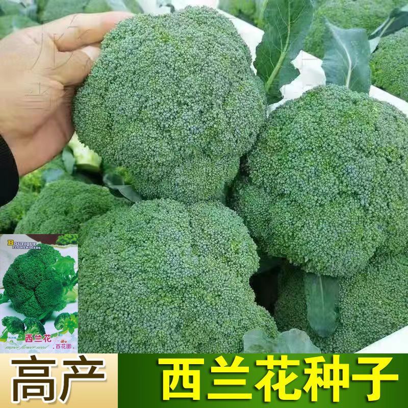 西兰花花菜有机四季种植阳台室内盆栽植物种子青花菜种子田园秋季
