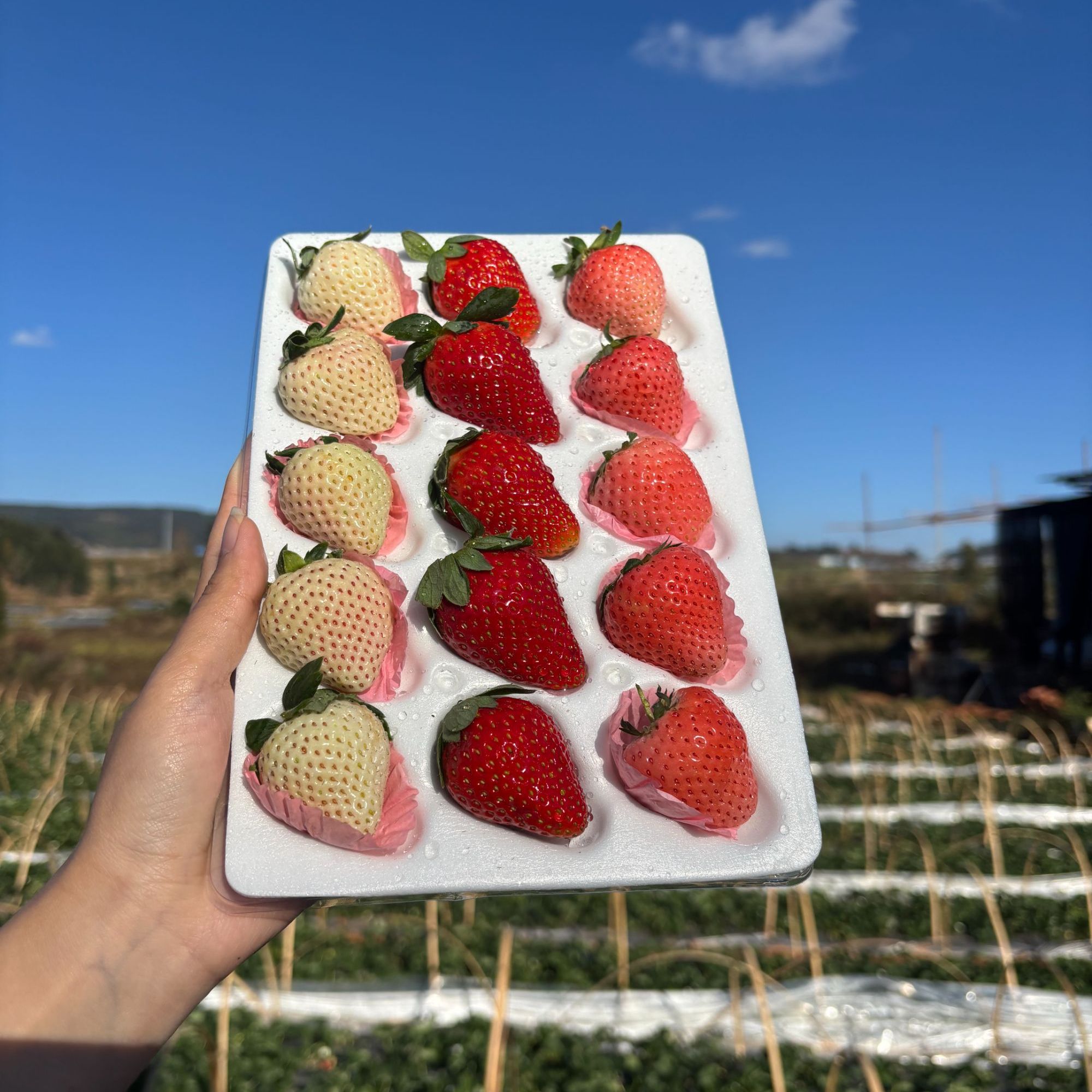 【顺丰空运三拼】云南高原三生石随机草莓露天种植现摘现发送货上门