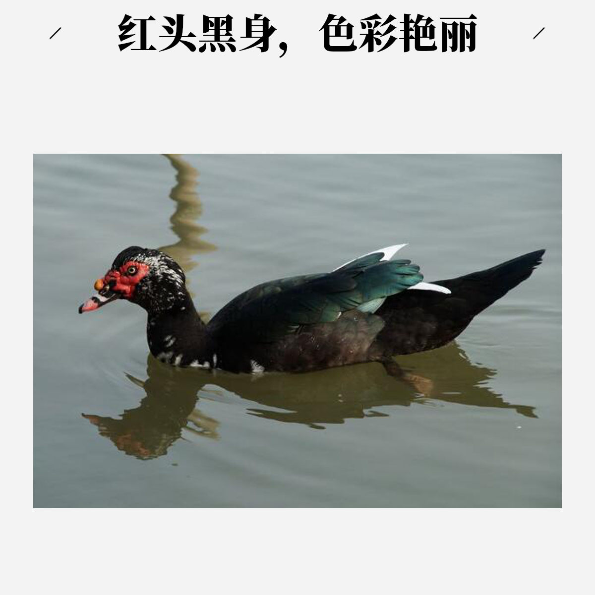 【改价链接】纯粮喂养番鸭