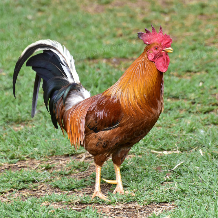 【改价链接】纯粮喂养公鸡