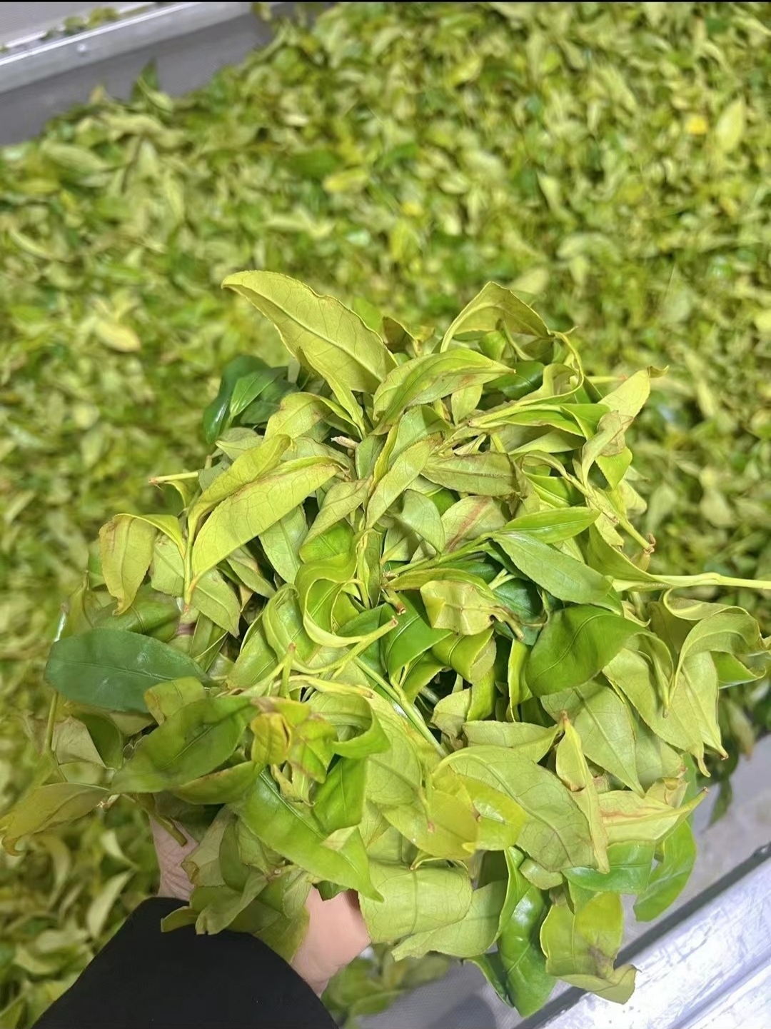 当季毛茶 无挑选 袋装清香型 不好看好喝潮州凤凰单丛耐泡香气足