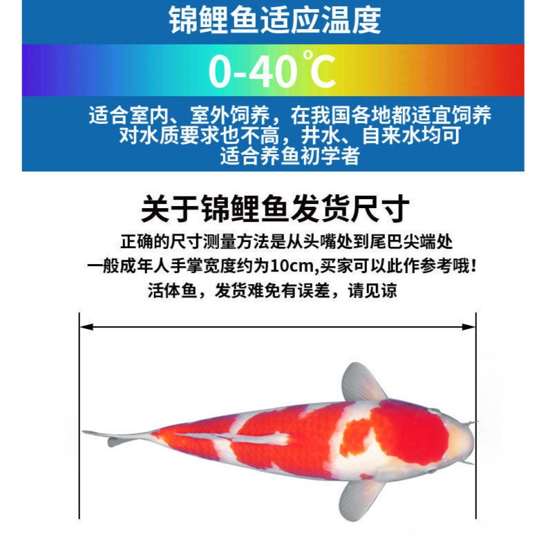 锦鲤观赏鱼红白三色大正孔雀秋翠龙系辉龙昭和菲写冷水鱼好养耐活