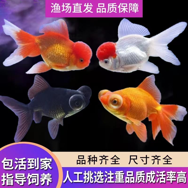 金鱼观赏鱼顶红兰寿猫狮泰狮花狮鎏金龙睛百褶冷水鱼好养耐活