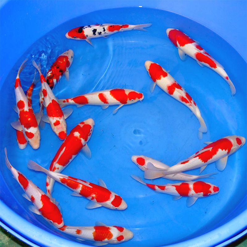 锦鲤观赏鱼红白三色大正孔雀秋翠龙系辉龙昭和菲写冷水鱼好养耐活