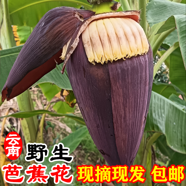 云南绿色野生芭蕉花蕾新鲜采摘现摘现发香蕉花苞煲汤炒吃整果发货