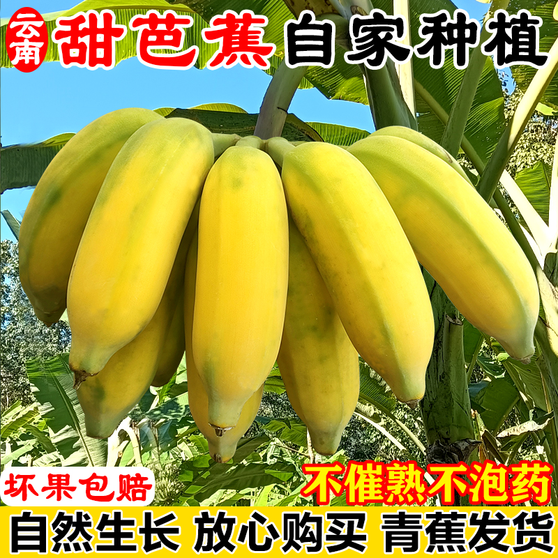 云南普洱江城自家种植甜芭蕉不催熟不泡药自然生长生态果青果发货