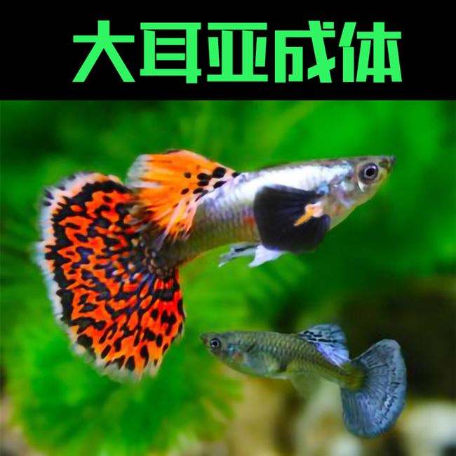 陕西包邮凤尾白金鸿运孔雀全红小型淡水热带鱼胎生好养耐活皮实