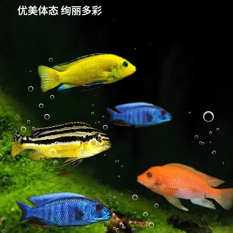陕西包邮小型三湖瓷雕群游热带淡水观赏鱼可繁殖活体养殖好看群游