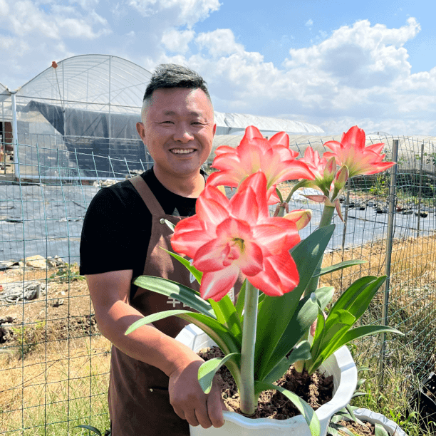 丰哥《不指定品种小苗》1颗重瓣朱顶红种球自然球