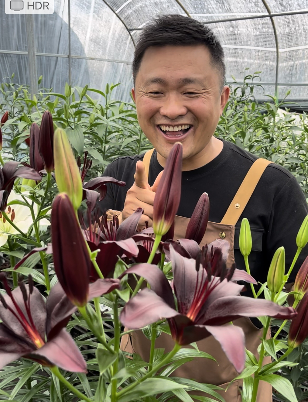 《夜骑士周长14/16》单瓣无香亚百合种球1颗