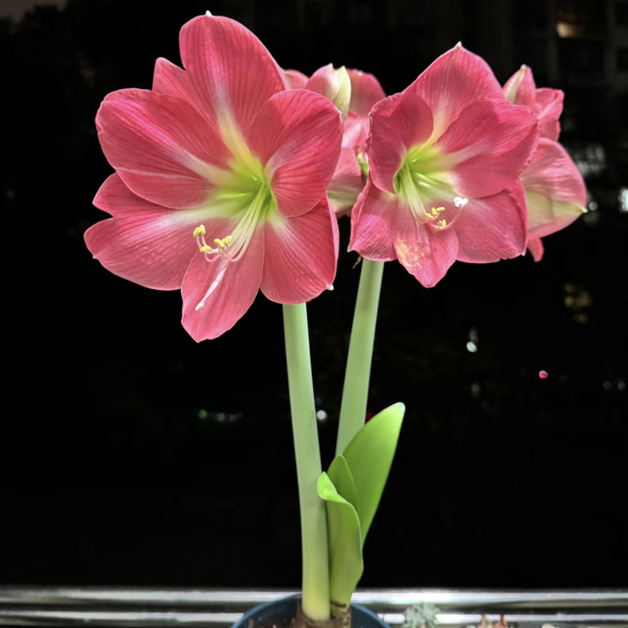 丰哥/自然球《好望角直径8+》1颗单瓣朱顶红种球裸球发