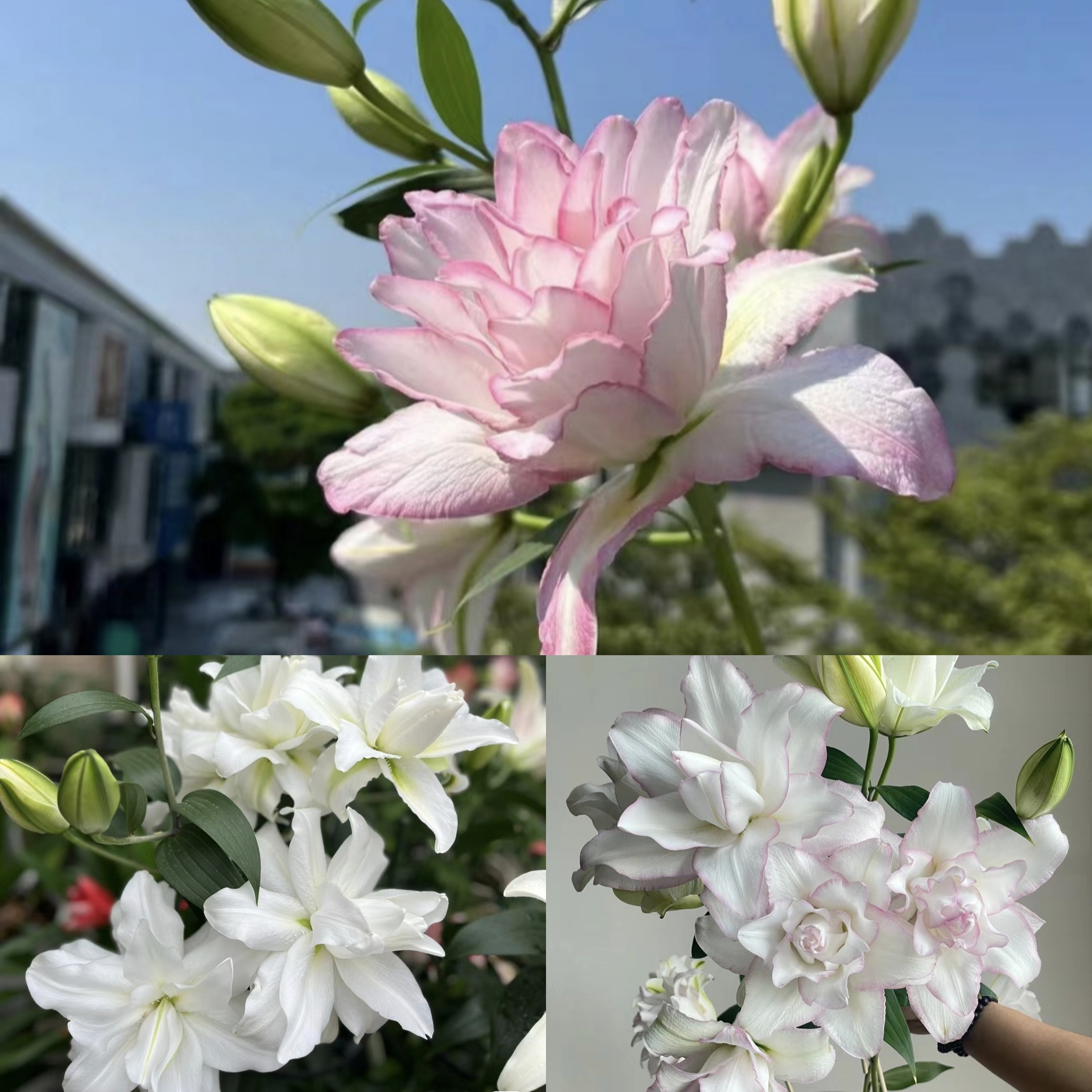 《冰美人周长16/18cm》进口重瓣香水百合种球1颗