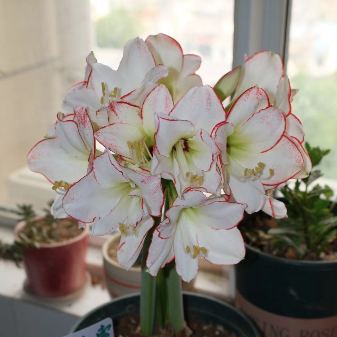 丰哥/自然球《毕加索直径7+》1颗单瓣朱顶红种球裸球发