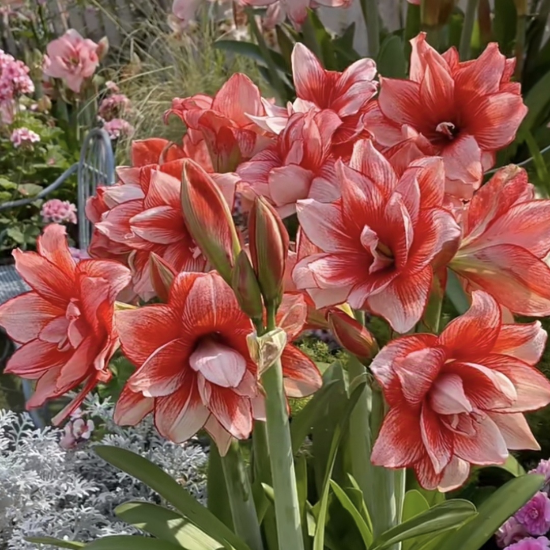 残球/自然球《鬼魅直径8-9+》1颗朱顶红裸球发