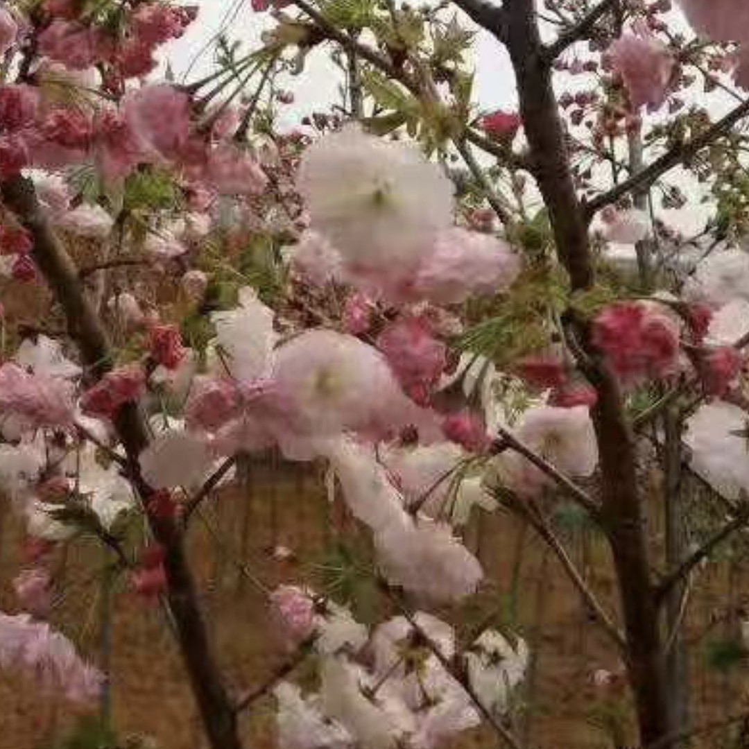 晚樱品种松月樱花绿叶