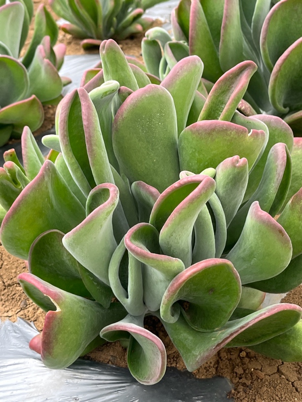 福利款精品地栽火狐狸 红色多肉植物 好养颜值高阳台观赏型