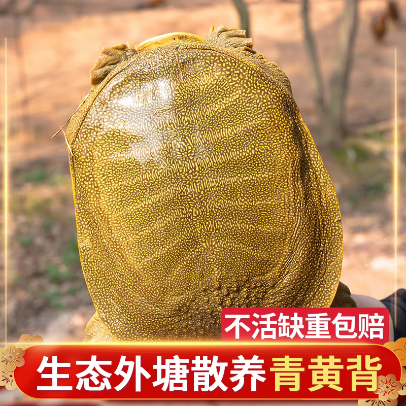 【3只共5-6斤】单只2斤不到外塘青黄背生态甲鱼共顺丰包活到家