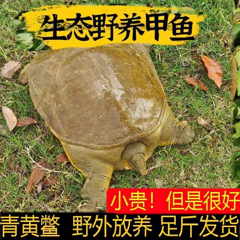[发2只共2-3斤]外塘青黄背老甲鱼中华鳖团鱼水鱼顺丰京东冷链包活