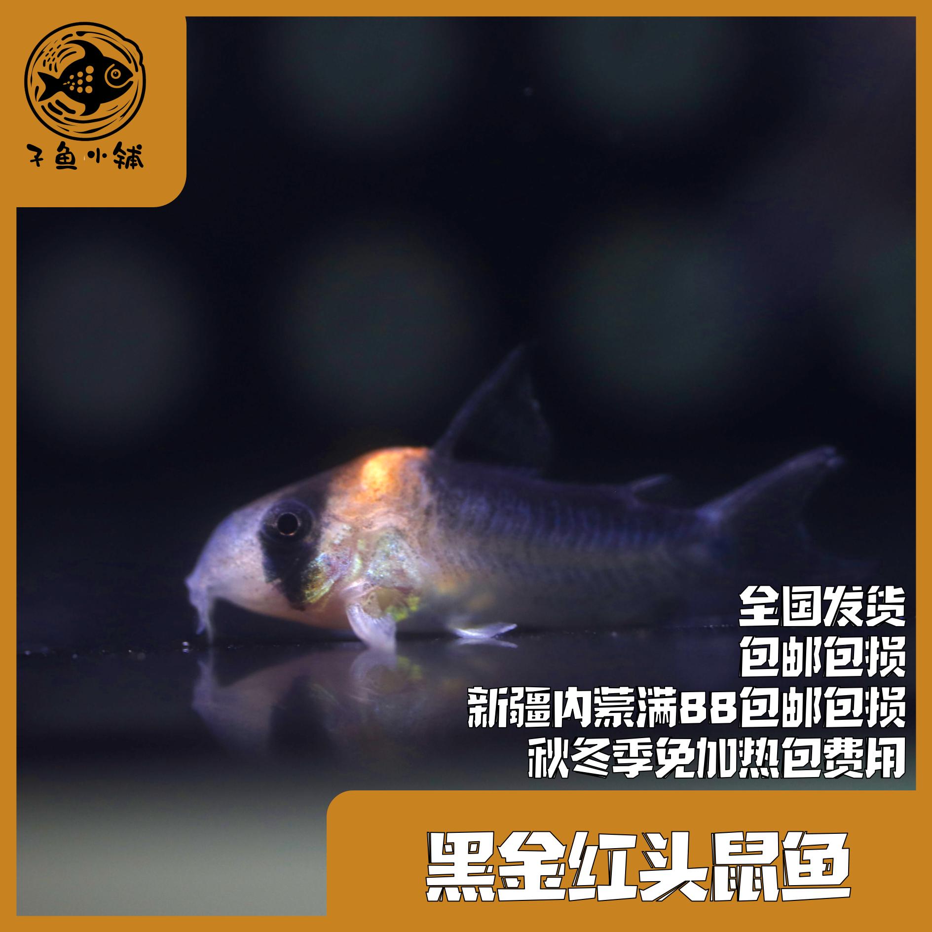 子鱼小铺甄选 黑金红头鼠鱼南美鱼底栖鱼淡水鱼混养热带鱼
