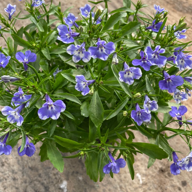 六倍利盆栽阳台庭院花园好养