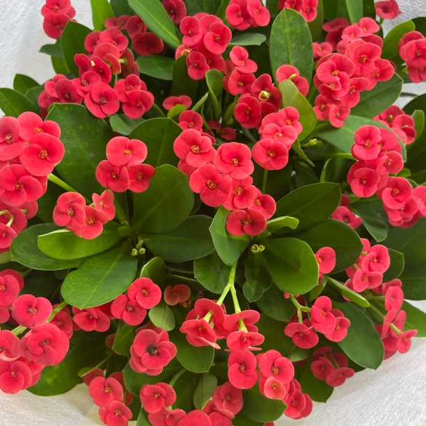 虎刺梅俏佳人耐热效果耐干阳台自行车庭院花园喜阳植物凤仙花花卉