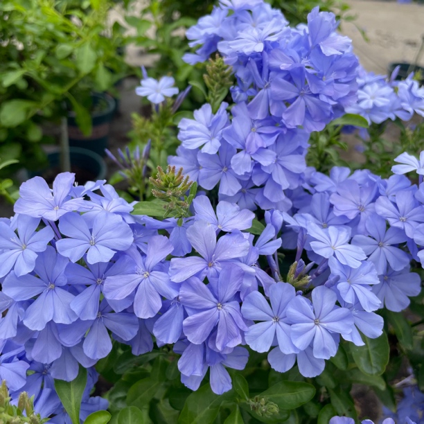蓝雪花棒棒糖耐热四季开花阳台庭院凤仙花月见草木槿花花园花卉