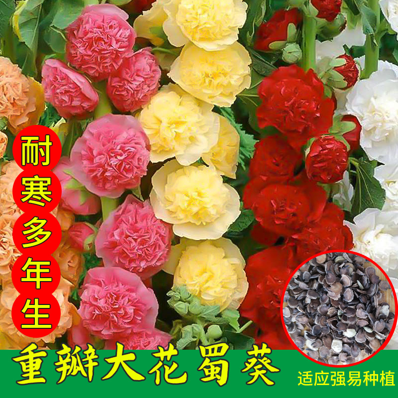 重瓣蜀葵花种子混色一丈红种子室外庭院多年生四季开花活花卉籽子