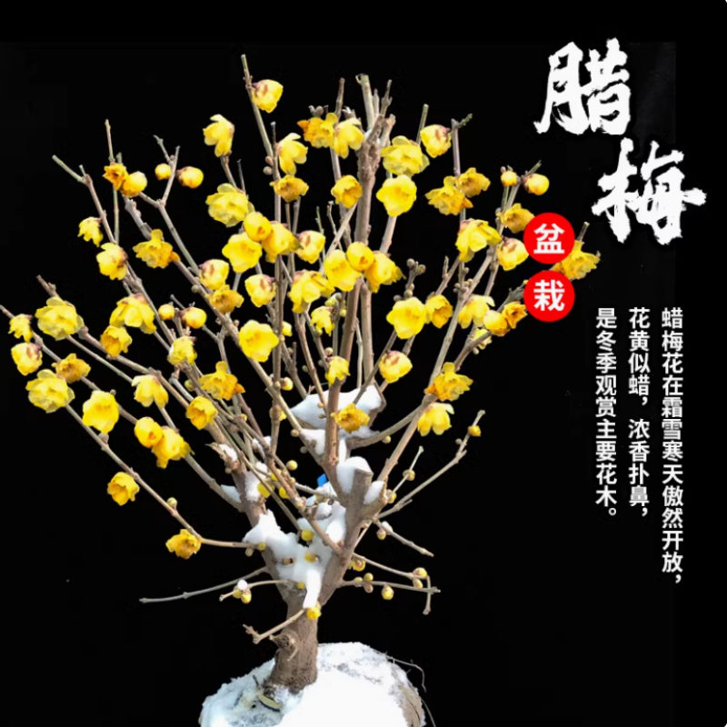 【带花苞】精品小老桩素心腊梅  适合阳台
