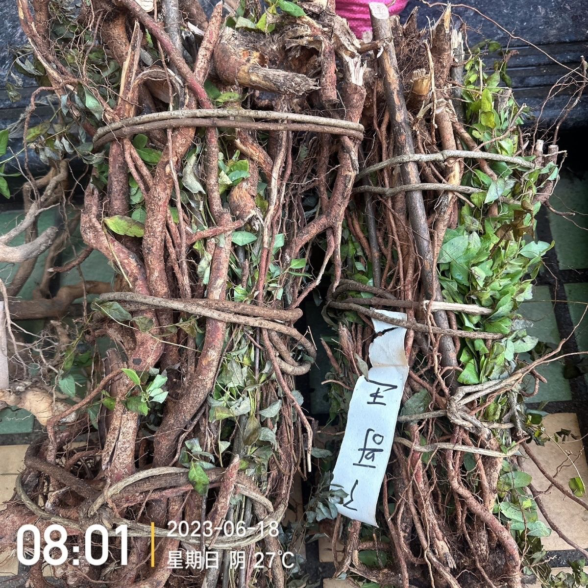 了哥王 野生了哥王根 干品全根部o杜仲