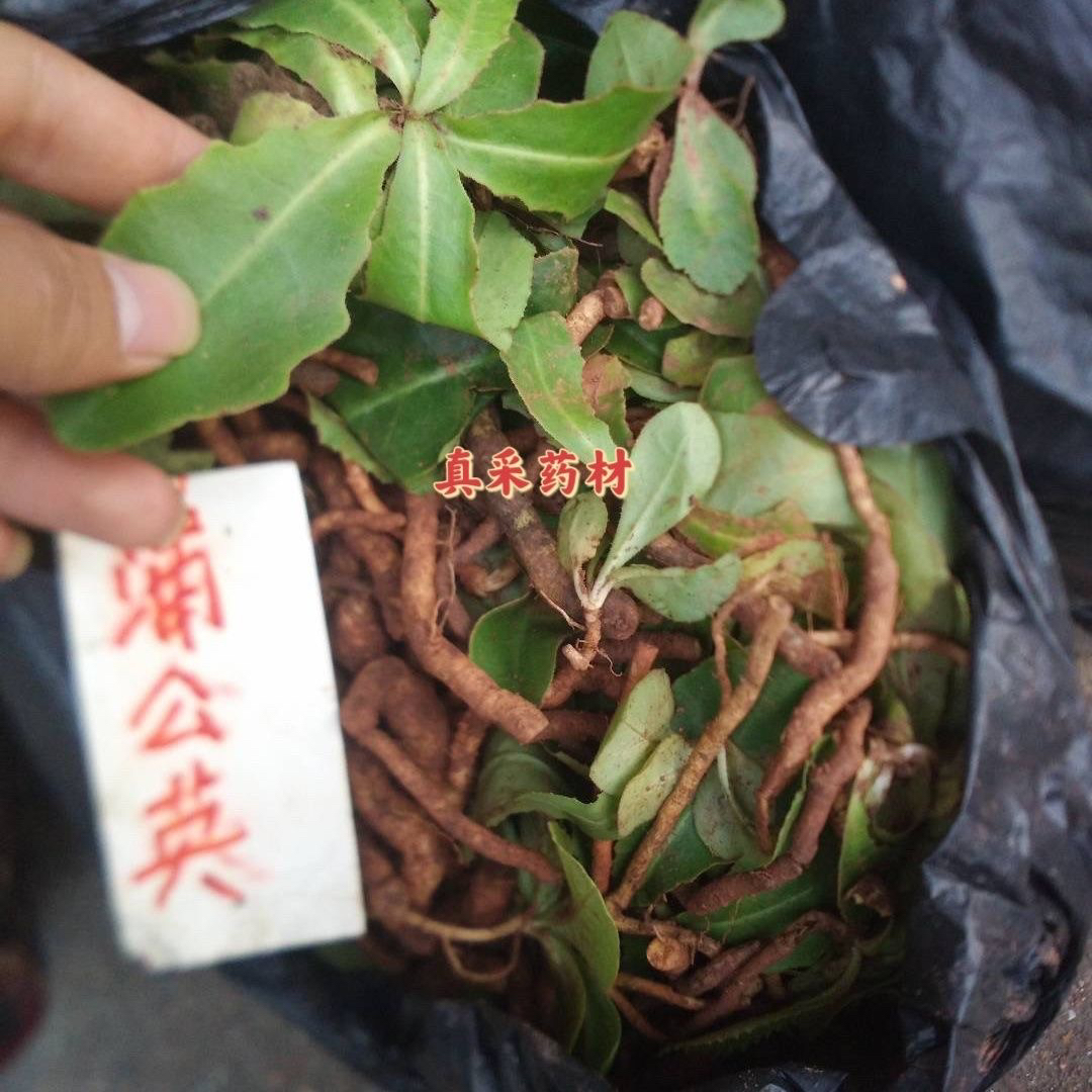 广西野生蒲公英滑叶蒲公英鲜货长脚参甘车钱