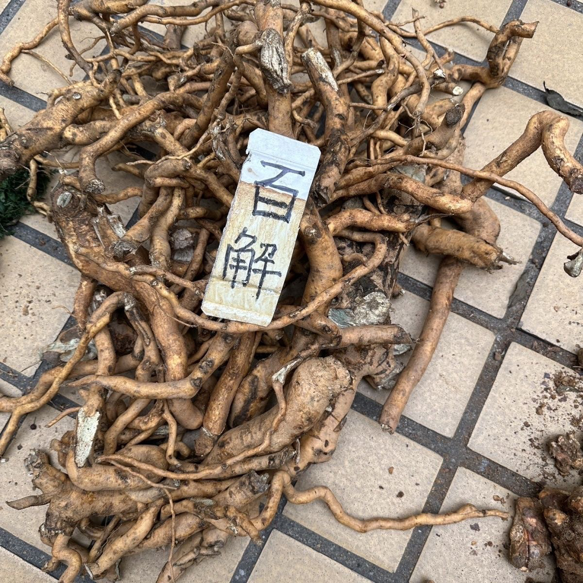 广西地道 百解 薢 百解 