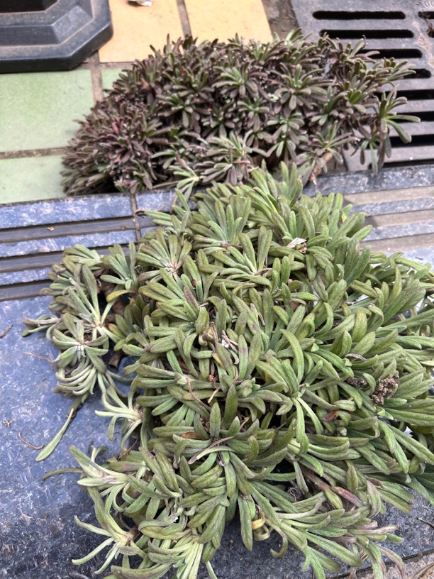 广西新鲜山麒麟 麒麟竭 鹿角草跌打肿痛 现挖 新鲜500g包邮