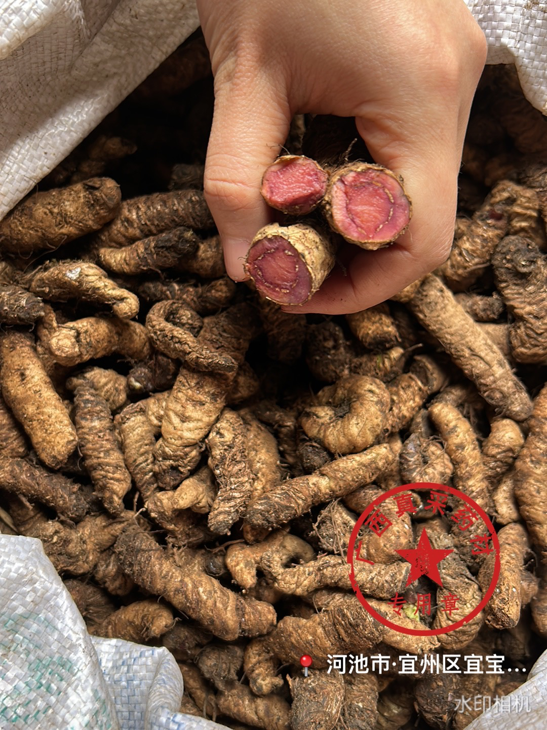 蚂蟥七 石螃蟹 红蚂蝗七 蚂蝗七 包邮