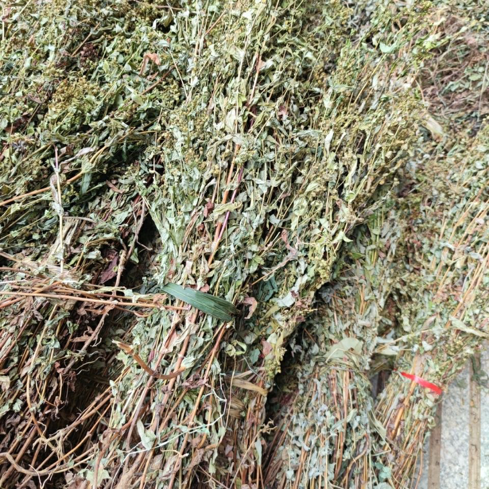 野生中草药元宝草  无硫元宝草 对月草 对经草中药材车钱