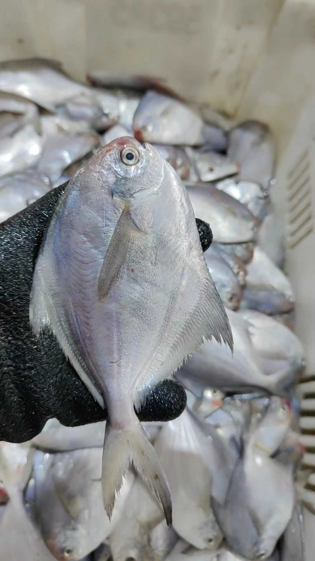 【野生银鲳鱼】 6条/斤 新鲜海捕野生银鲳鱼 平鱼 净4斤