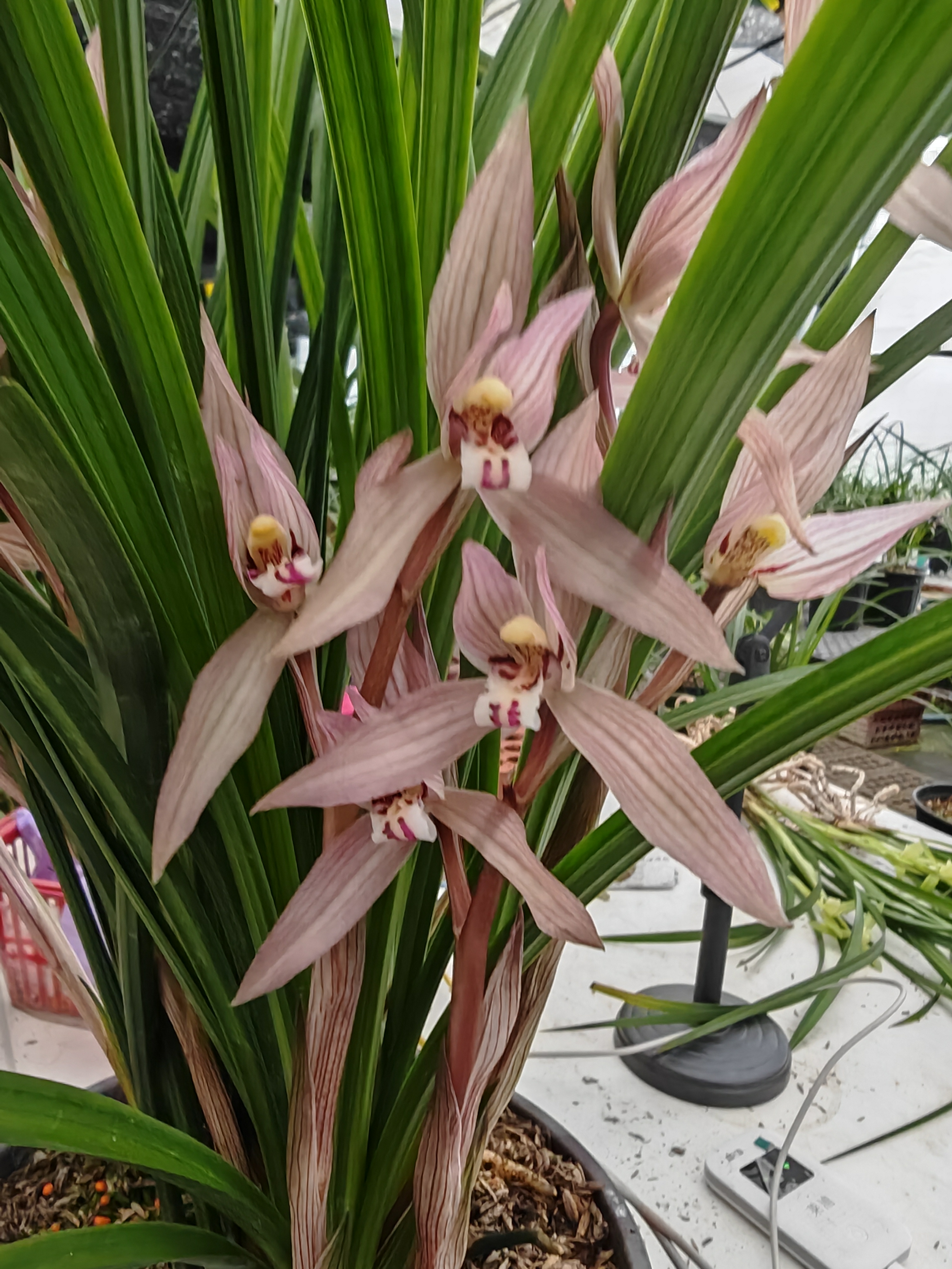 大红朱砂带花苞春剑名品