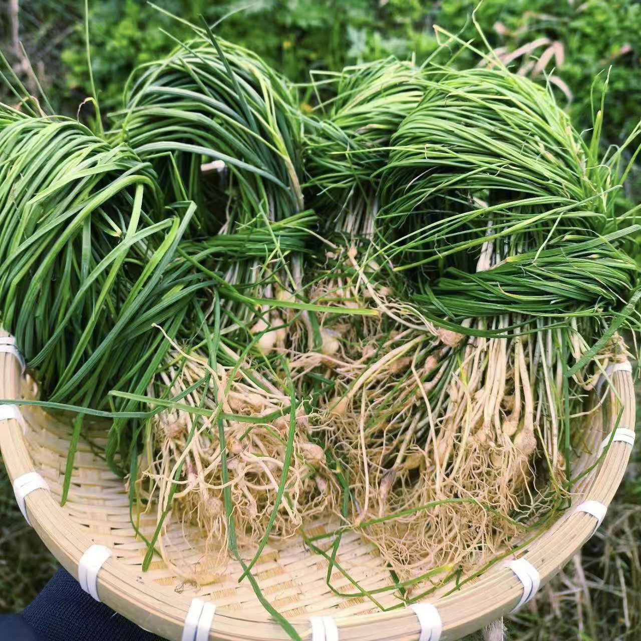 野葱农村小香葱现挖新鲜发货半斤起装（带泥发货）