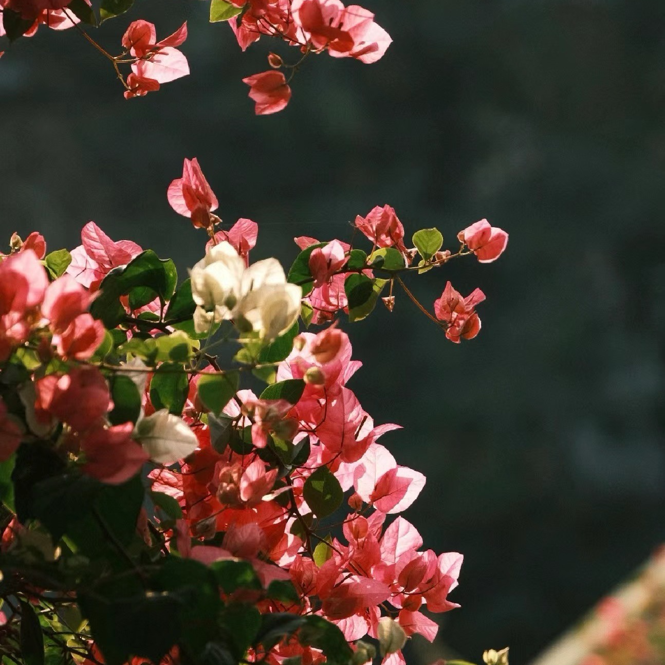 【一物一拍】三角梅多款造型盆景 伍 花卉老桩四季开花朵一一一偏远